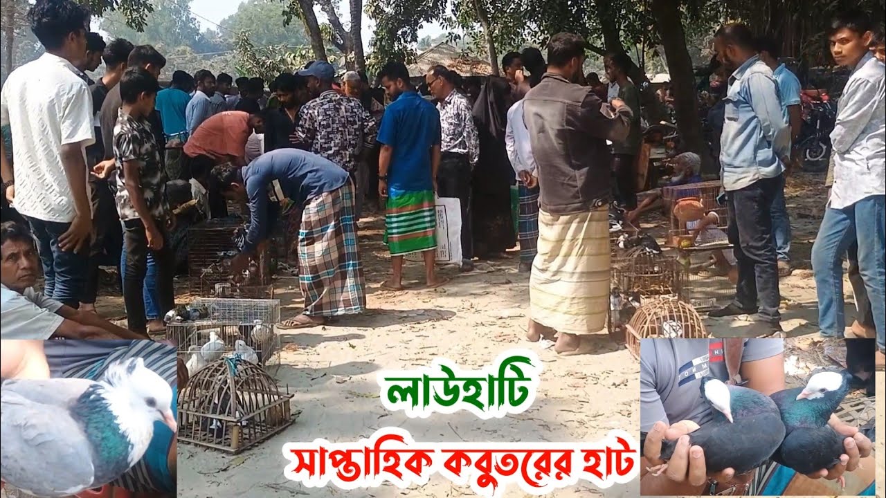 লাউহাটি সাপ্তাহিক কবুতরের হাট | বর্তমানে কবুতরের দাম | Kobutor hat 21/02/2026