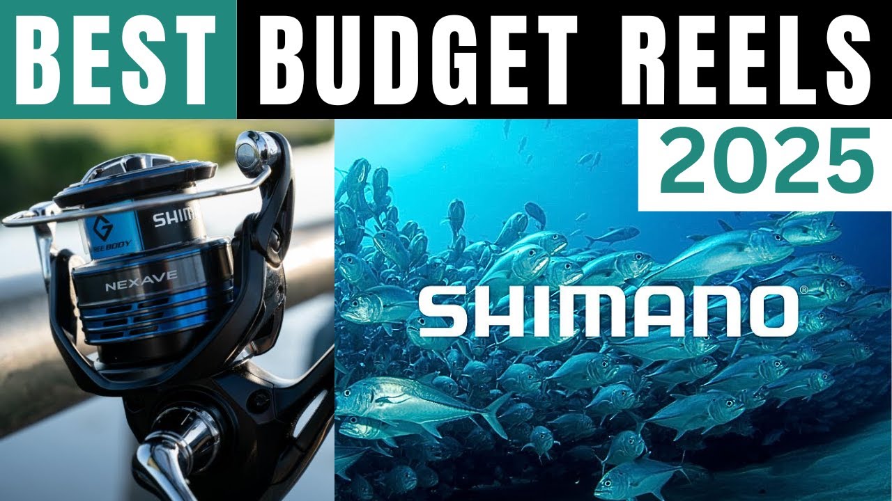 5 Best Budget SHIMANO Reels UNDER $50 for 2025 | Reviewed