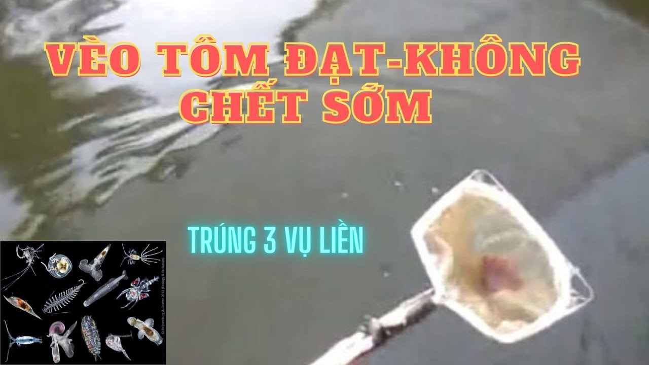 HỖ TRỢ  V&Egrave;O T&Ocirc;M BẰNG C&Aacute;CH SỬ DỤNG VI SINH AEC COPEFLOC - ĐƠN GIẢN - TIẾT KIỆM V&Agrave; HIỆU QUẢ (MIỄN PH&Iacute;)