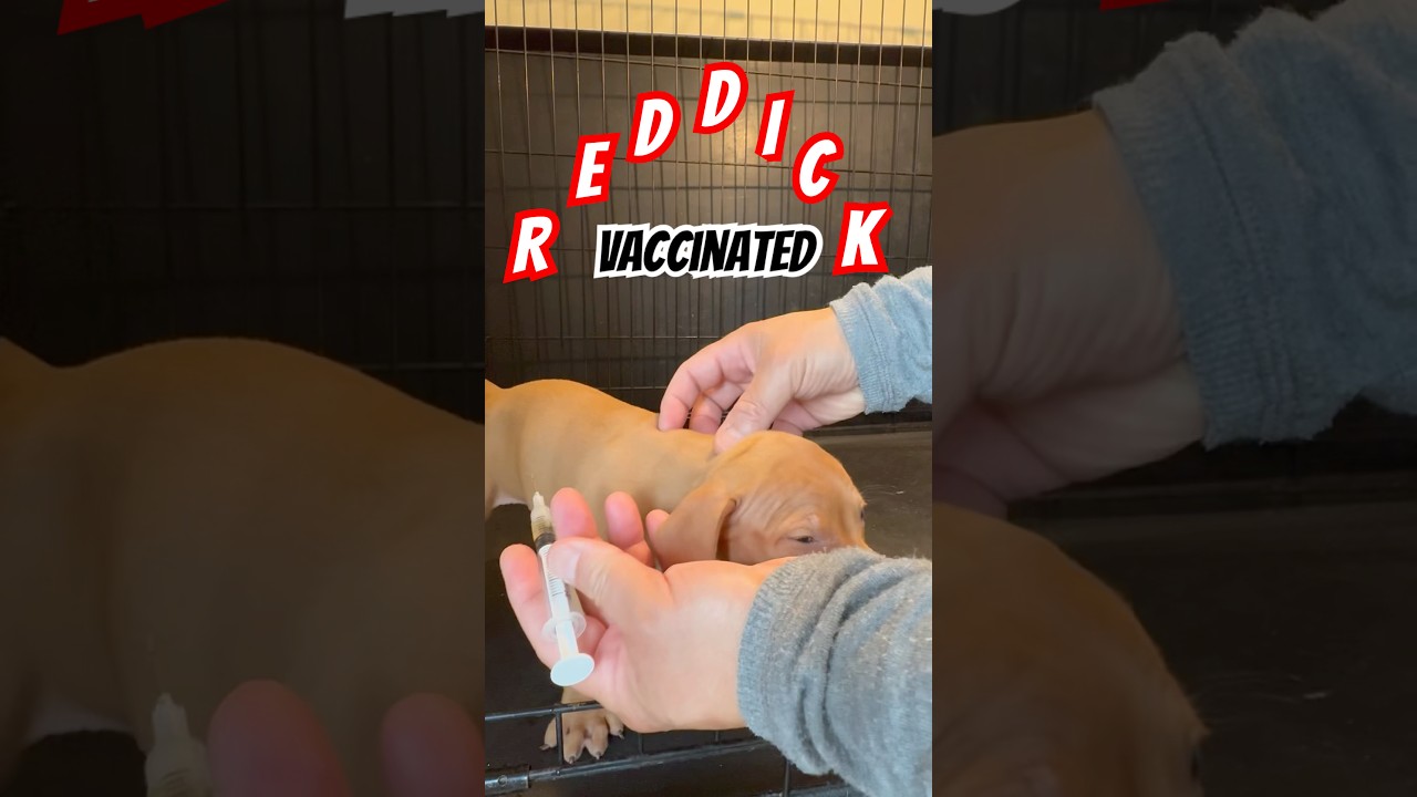 Puppy vaccination #apbt #puppy #puppyvaccination
