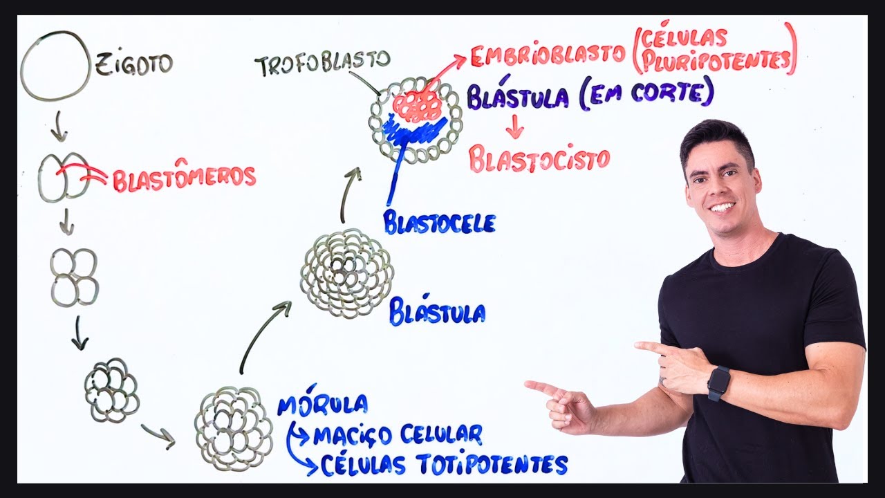 Resumo Segmentação ou Clivagem - Embriologia