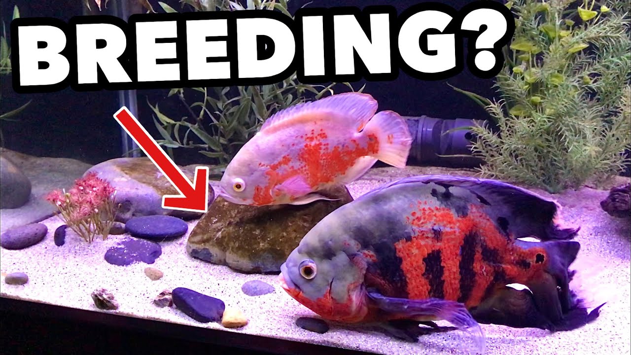 MY OSCAR FISH ARE BREEDING!