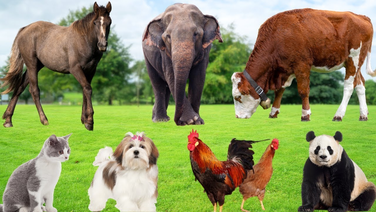 Farm Animal Universe: Dog, Cow, Cat, Sheep, Chicken, Horse — Fun Sound Compilation