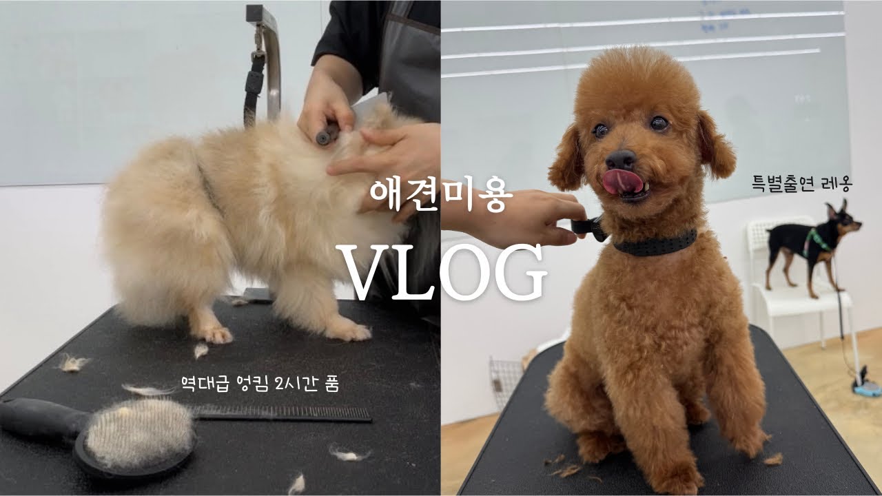 [VLOG] 발톱 보정 팁?! | 애견미용학원 브이로그 | 실견미용 | 자견데이 | 포메라니안 | 푸들미용