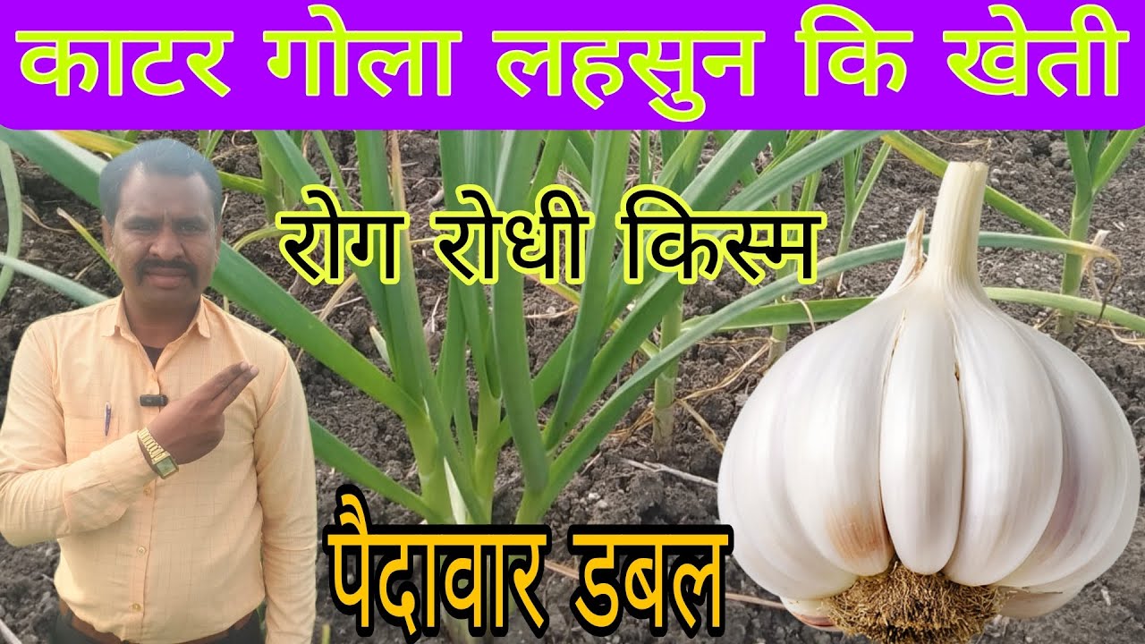 काटर गोला लहसुन कि खेती में साइज डबल कैसे बना सकते हैं इसमें प्रयोग किए जाने वाली सामग्री में प्रयोग