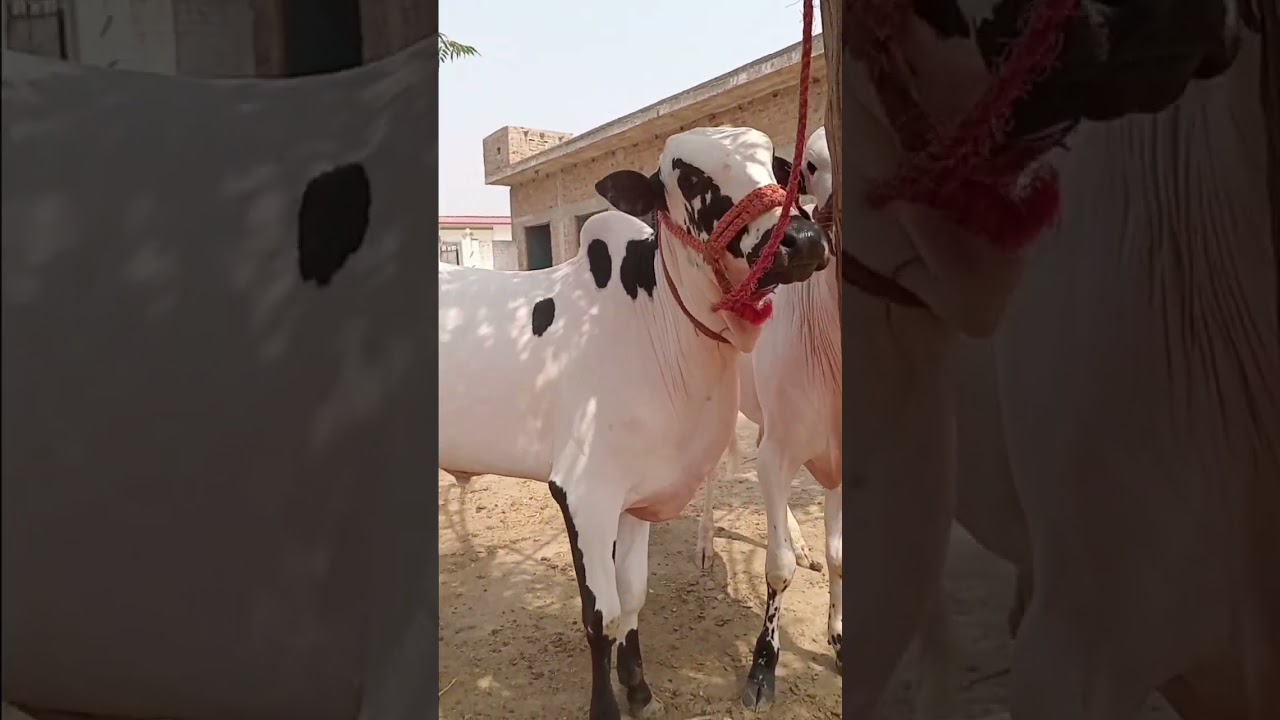 Watch them grow, play, and bring life to our peaceful village farm.