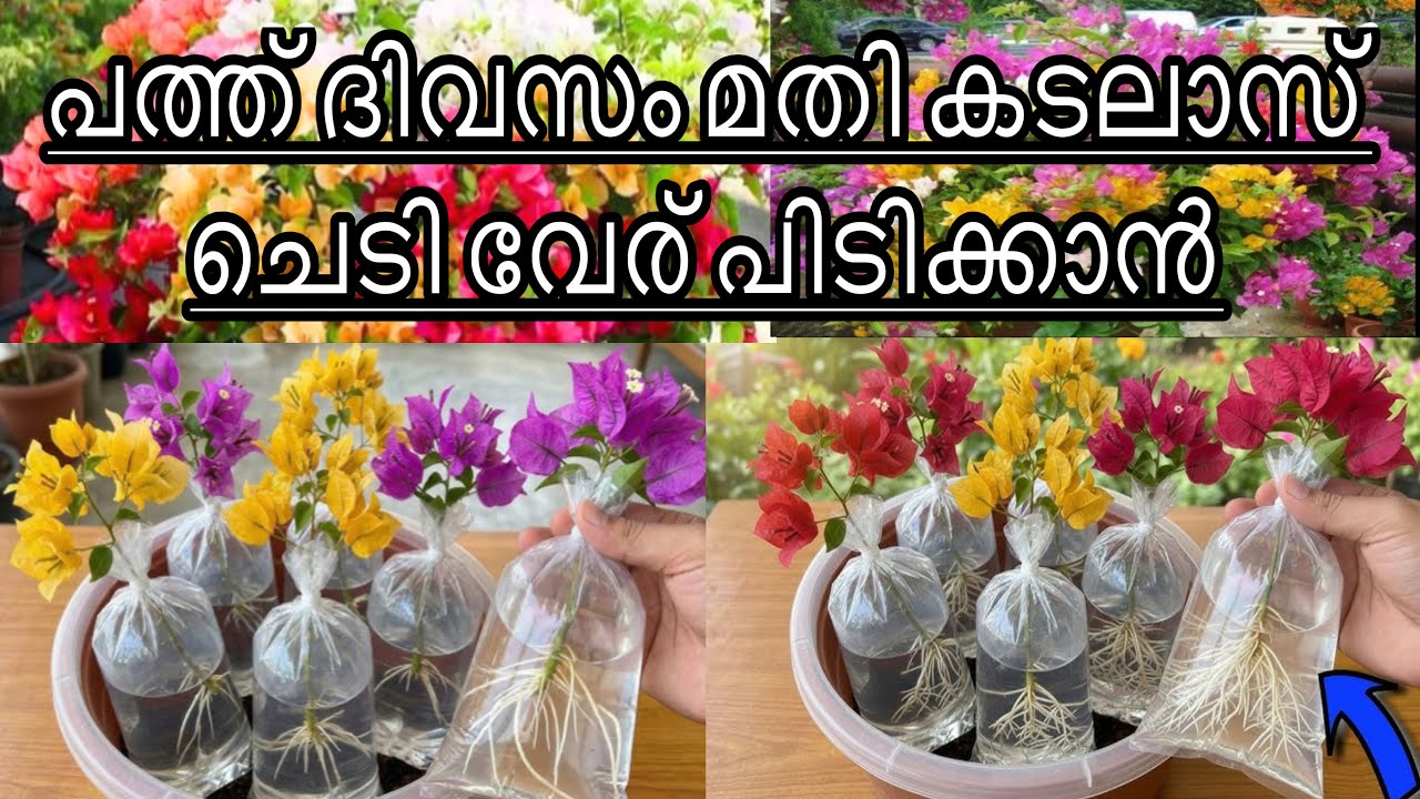 പത്തു ദിവസം മതി കടലാസ് ചെടി വേര് പിടിക്കാൻ। bougainvillea 