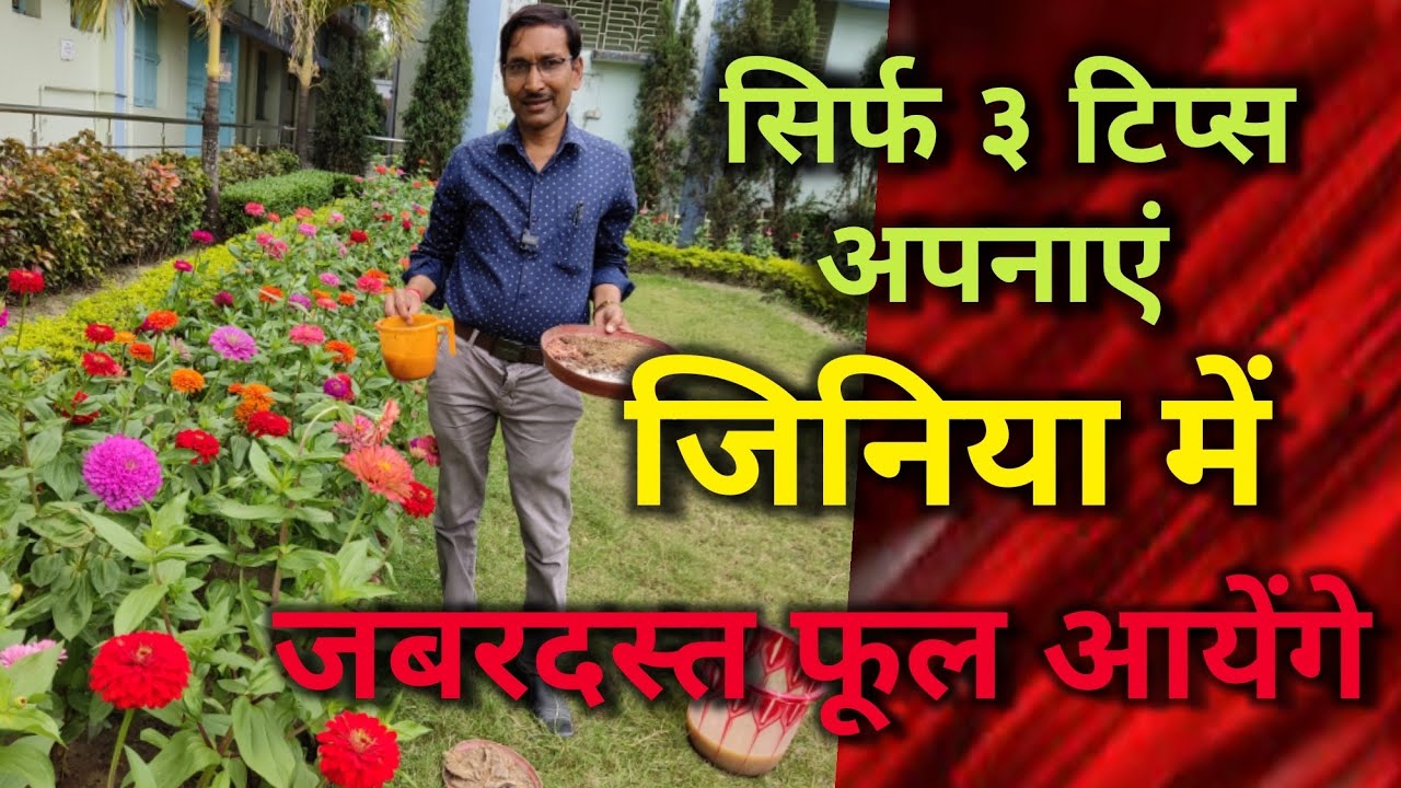 जीनिया फूल उगाने के लिए ये ३ टिप्स जानना है बहोत जरूरी // Zinnia Growing 3 Essential Tips