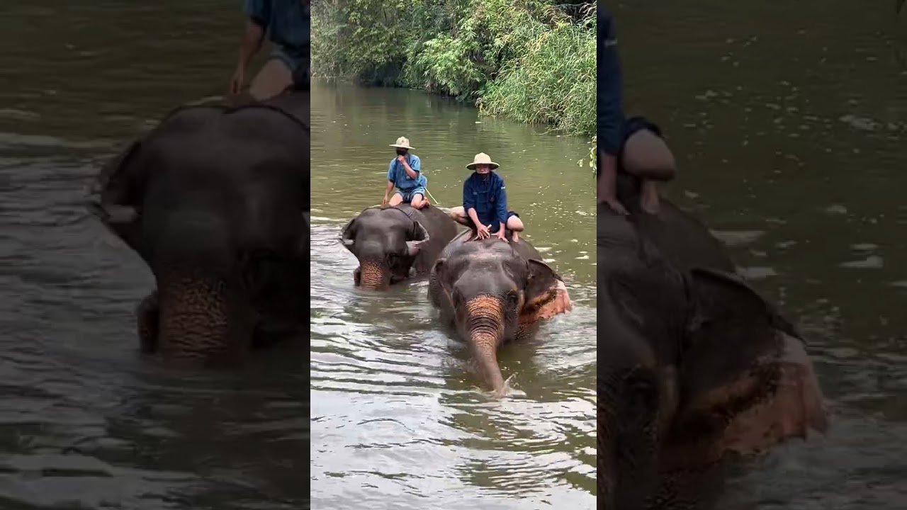 ศูนย์อนุรักษ์ช้างไทย จ.ลำปาง