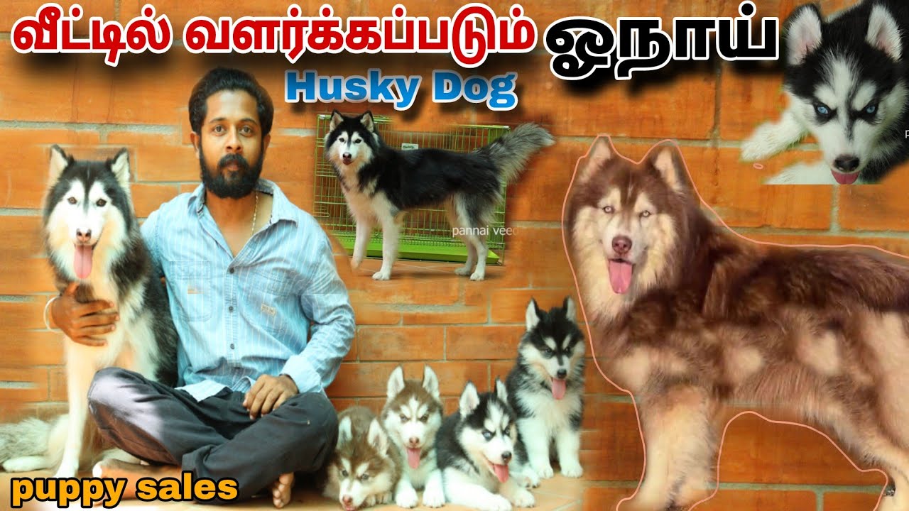 🔥 வீட்டில் வளர்க்கப்படும் ஓநாய் husky dog 🐶 puppy sales //  #pannaiveedu #huskydog #doglover #puppy