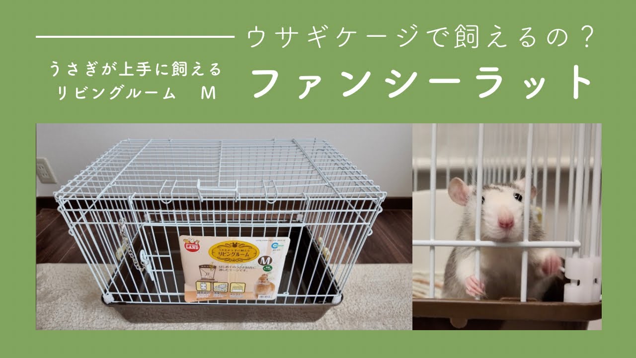 【うさぎが上手に飼えるリビングルームM】ラビットケージでラットを飼育できるの ??【他のケージとも比較しました】