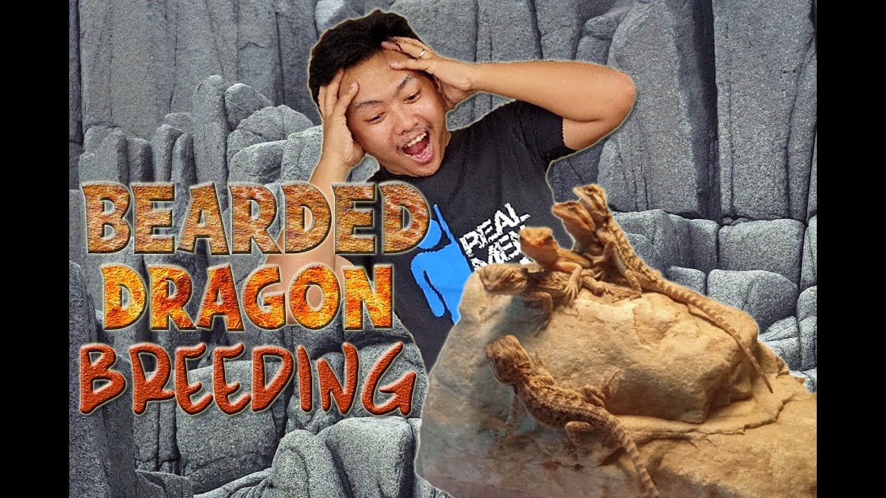 EXONIPARDS Bearded Dragon Hatchlings