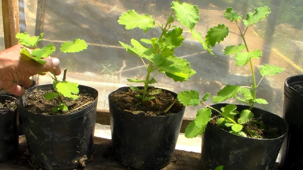 como fazer mudas da planta mirra veja o resultado   Americo Brazil informa