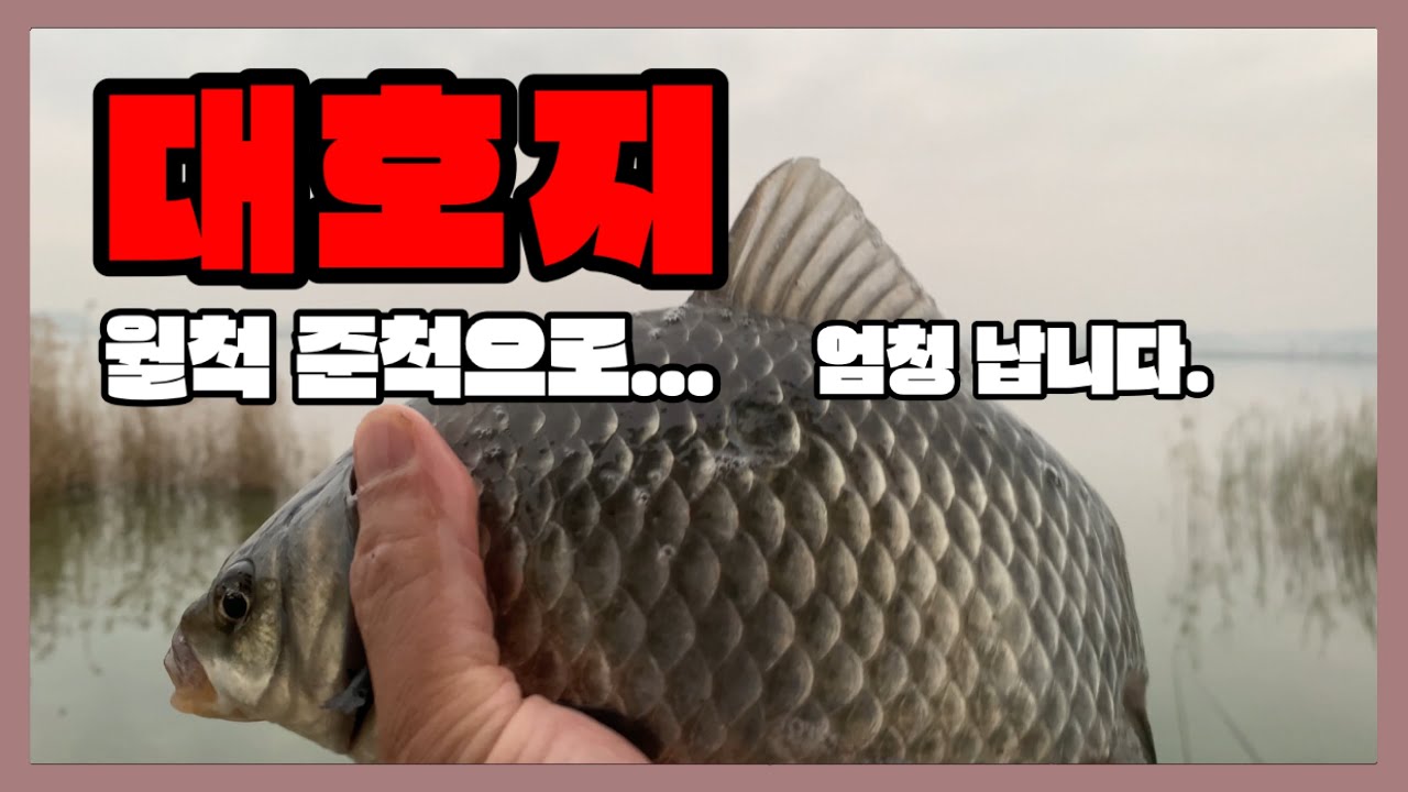 #붕어낚시 당진 대호지 적서리에서 월척에서 준척이 마리수로… 지금 핫한 대호만