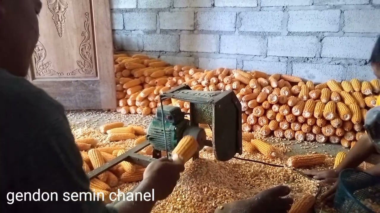 alat perontok jagung sederhana...mudah dan cepat unutuk para petani..