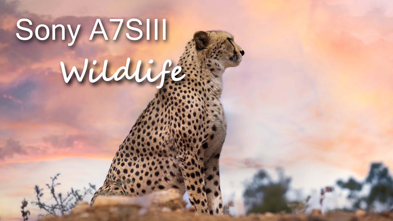 Sony A7SIII / 100 days in South Africa / big cats - Wildlife