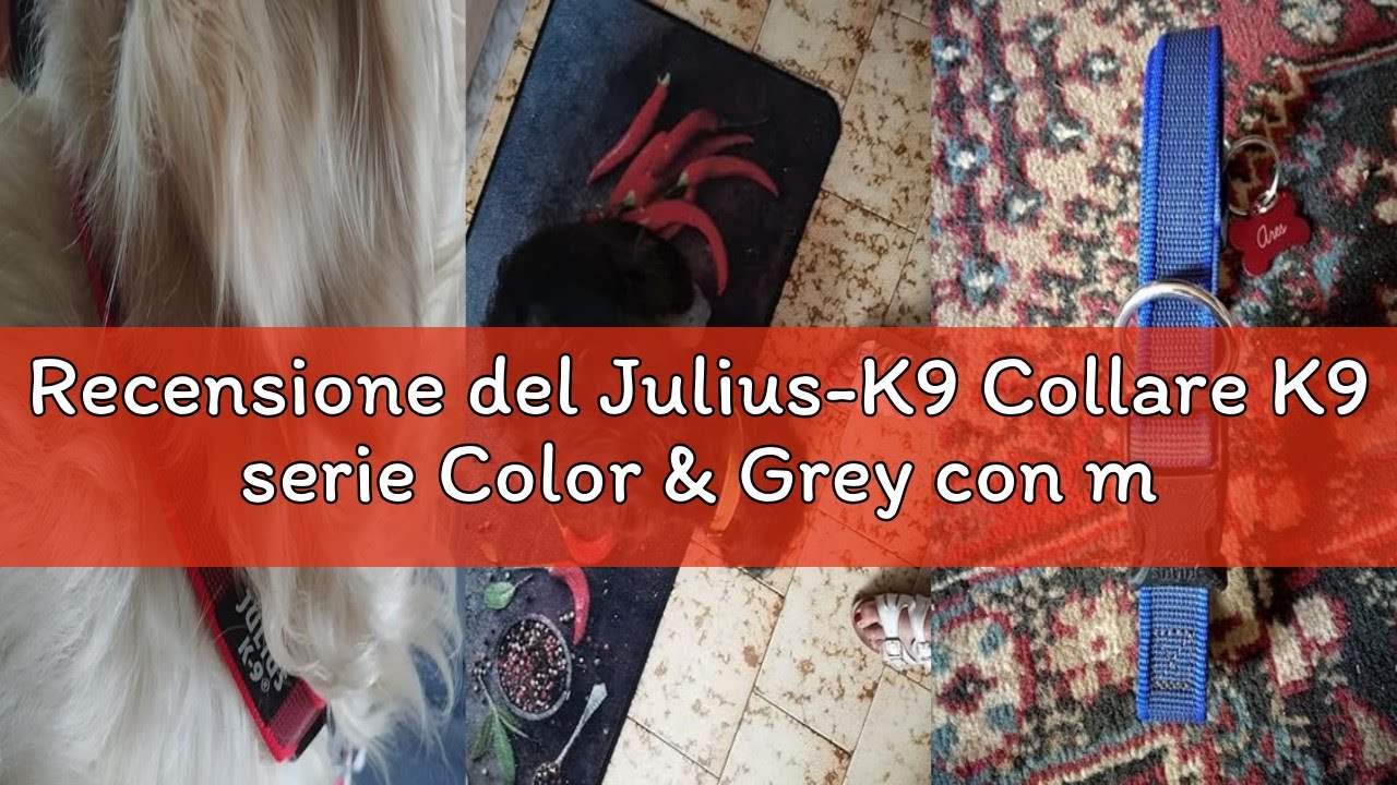 Recensione del Julius-K9 Collare K9 serie Color & Grey con manico richiudibile, chiusura di sicurezz