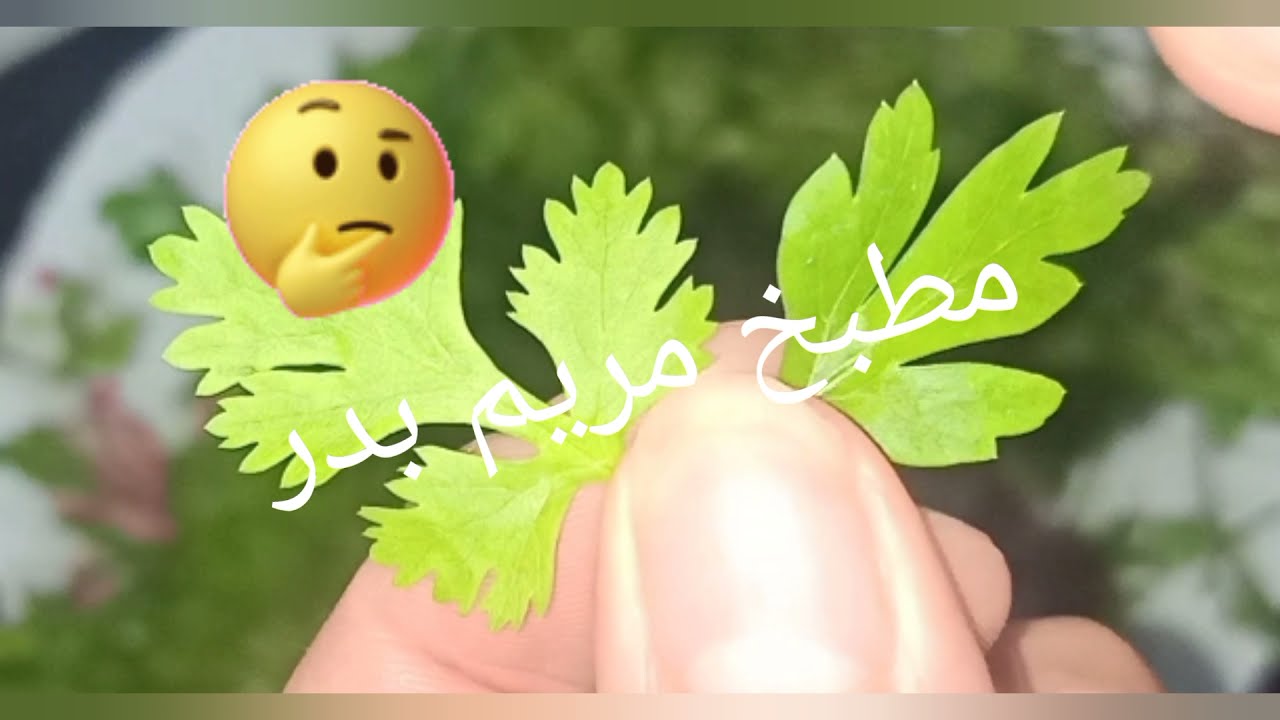 ازاى اعرف الفرق بين البقدونس و الكزبرة الخضراء