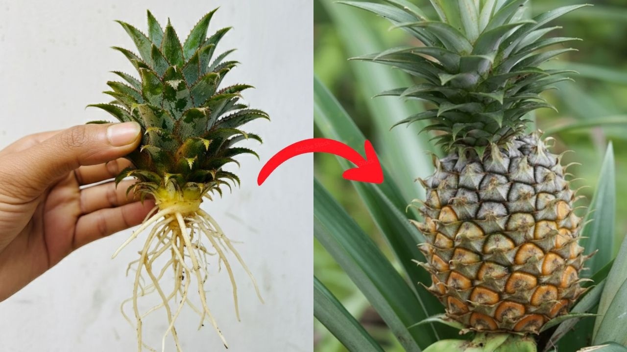 Stop Throwing This Away! How to Regrow Giant Tropical Fruit for FREE
