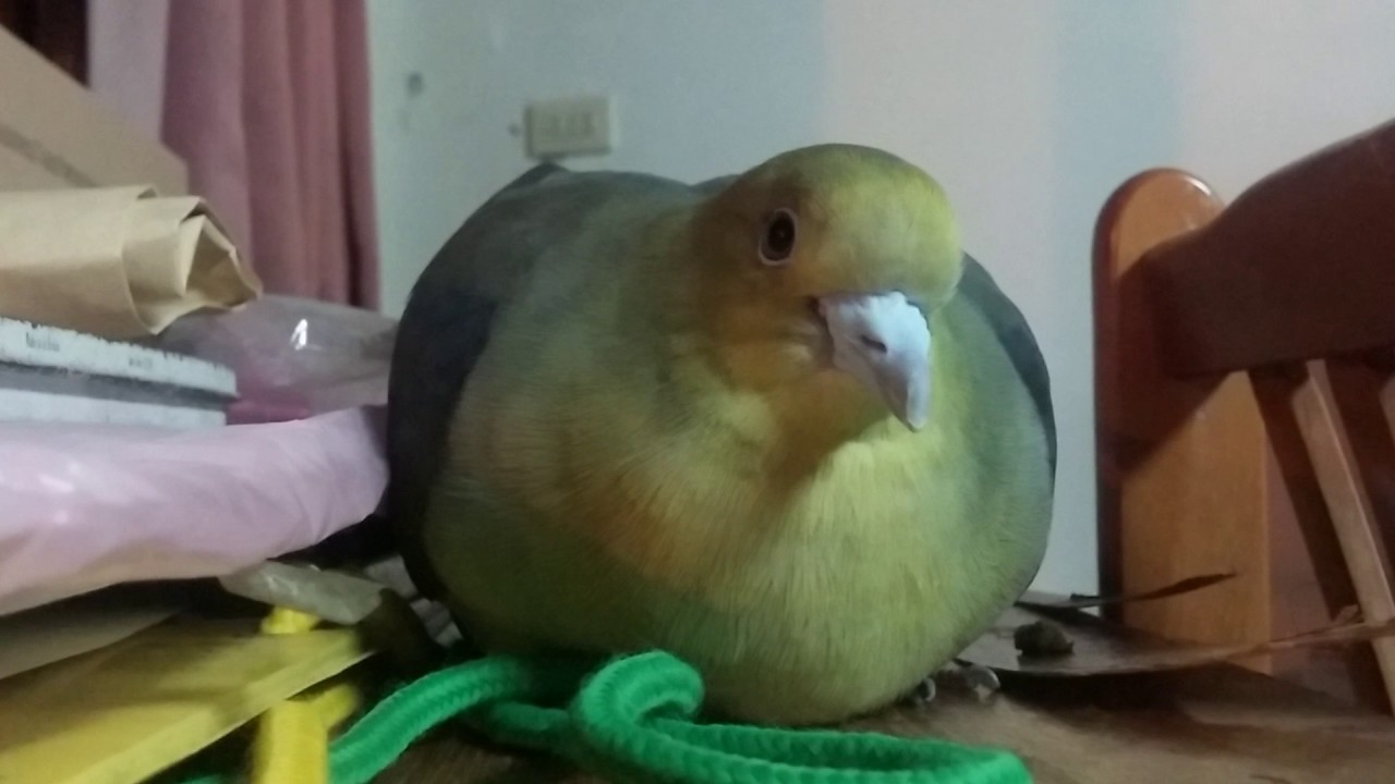 綠鳩咕咕特寫