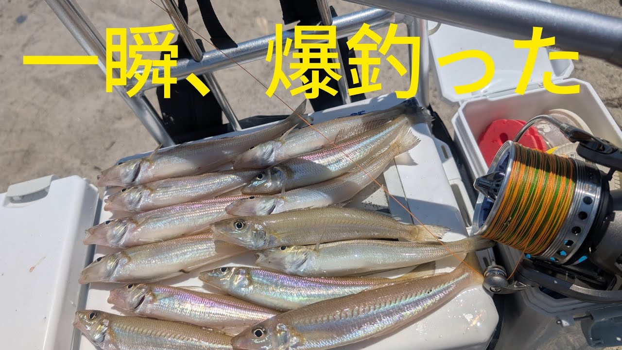 キスの投釣り/2025年5月28 日/新潟県下越　　荒井浜/久しぶりに爆釣った