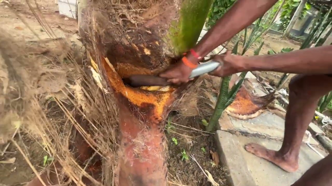 How to Clean Coconut Trees 🌴 | Easy & Effective Tips!