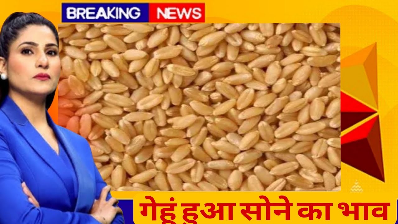 गेंहू का भाव 19 फरवरी 2026 गेंहू के भाव में तुफानी तेजी देखें भाव। Gehu ka Bhav Wheat Rate Today 