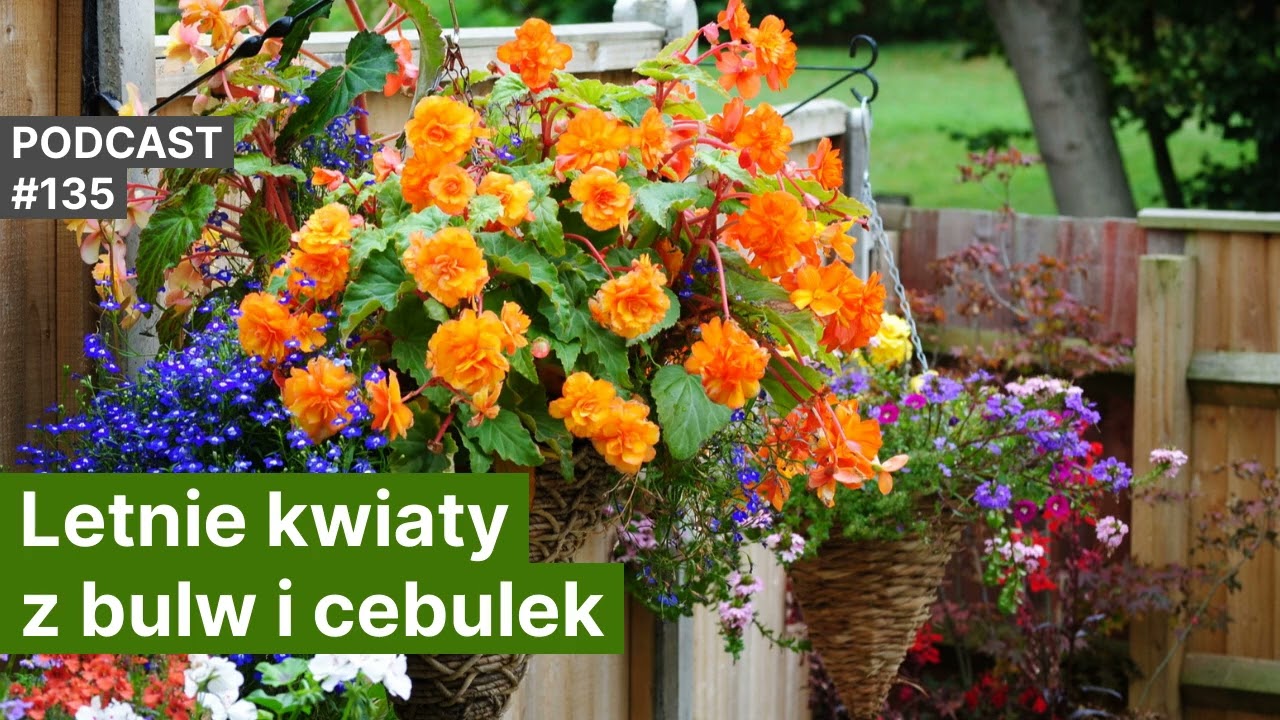 NoO 135. Letnie kwiaty z bulw i cebulek.