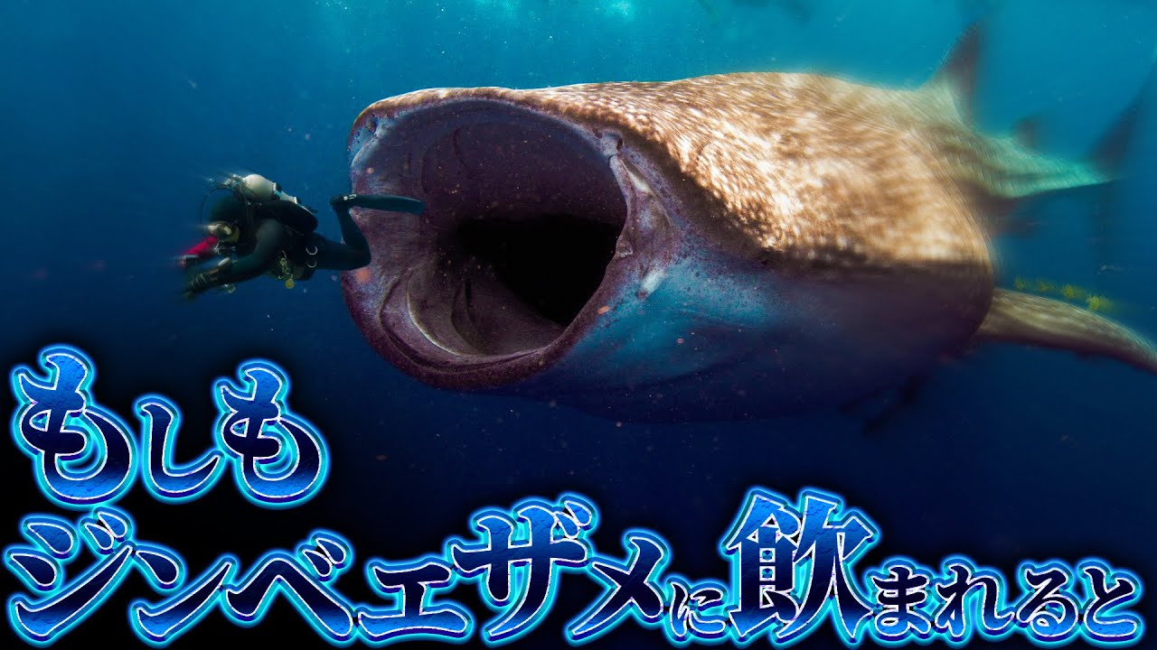 【衝撃】ジンベエザメに喰われた者の末路....