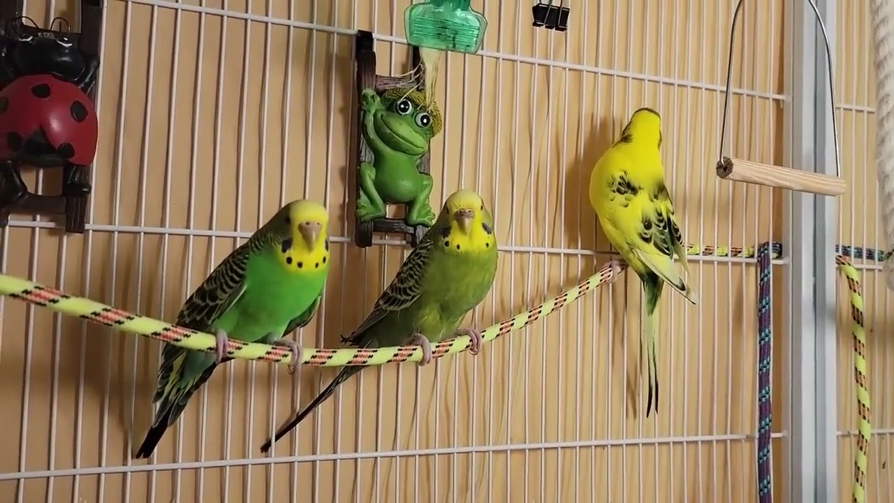 8 Hr Happy Parakeets Eating Singing Playing, Budgies Chirping  Reduce Stress of lonely Bird Videos