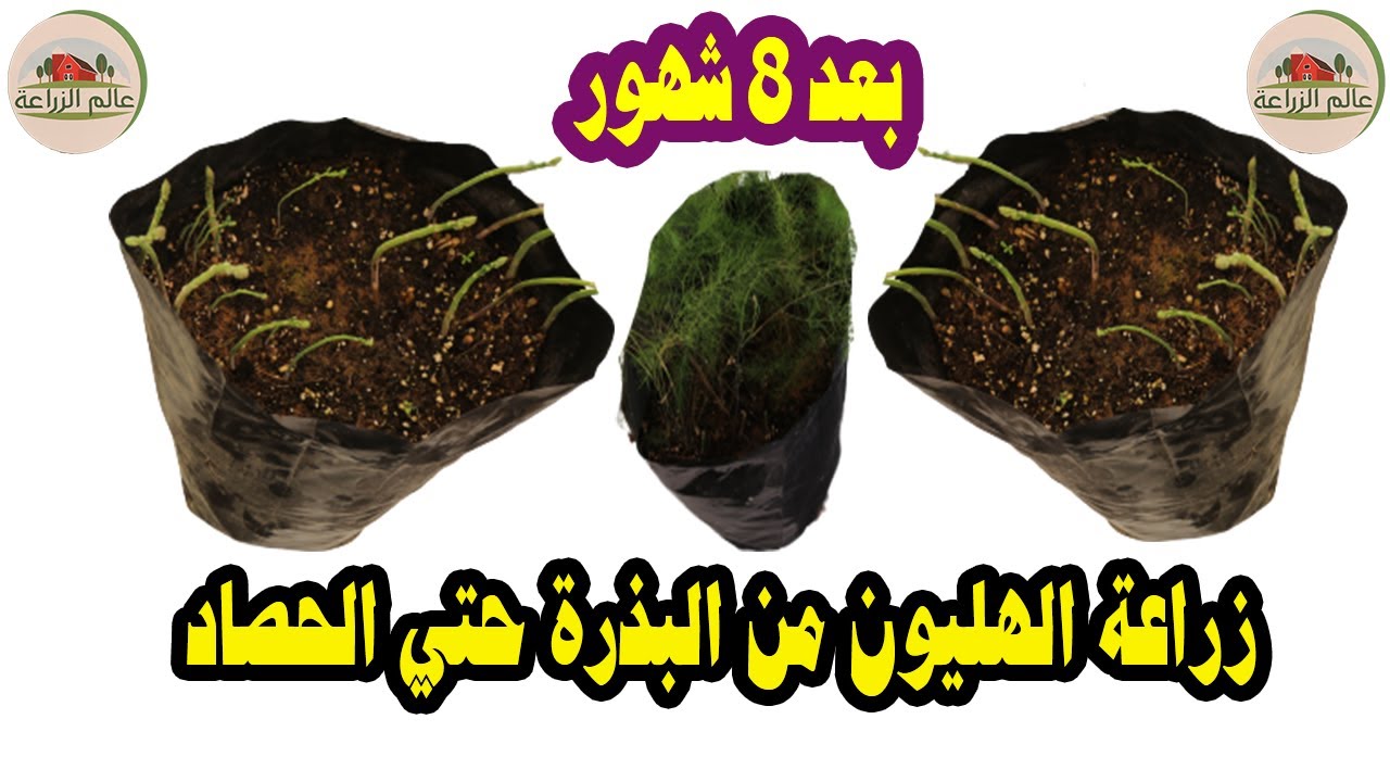 زراعة الاسبراجوس ( الاسبرجس ) من البذور في المنزل, موعد زراعة بذور الهليون, موعد حصاد الاسبرجس,