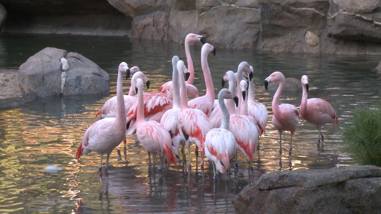 Flamingos Move into Their New Habitat