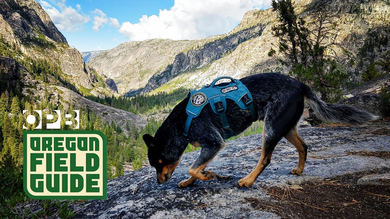Are dogs the greatest tool in wildlife conservation? | Oregon Field Guide