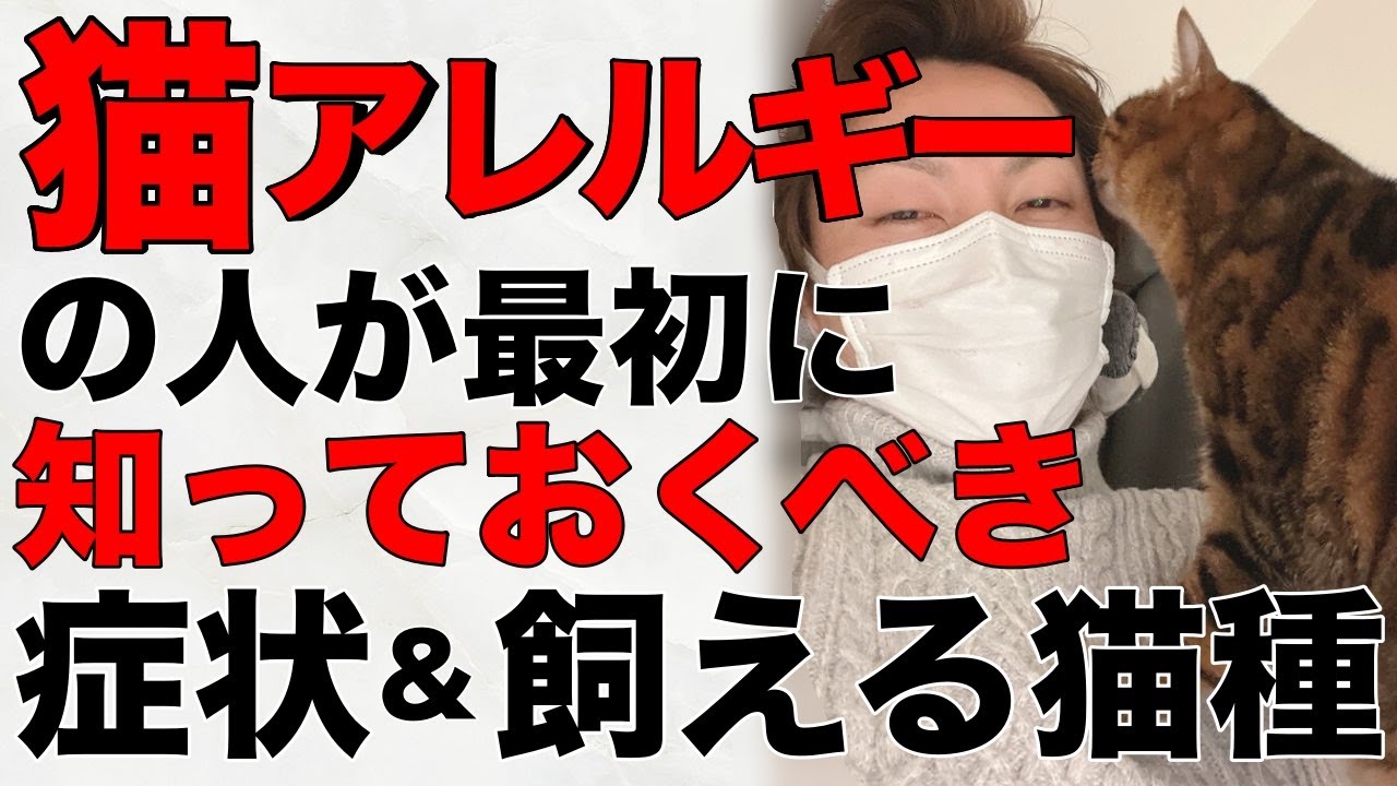 【危険です】猫アレルギーの症状＆おすすめの飼える猫種を紹介【飼う前に知っておくべき】（前編）