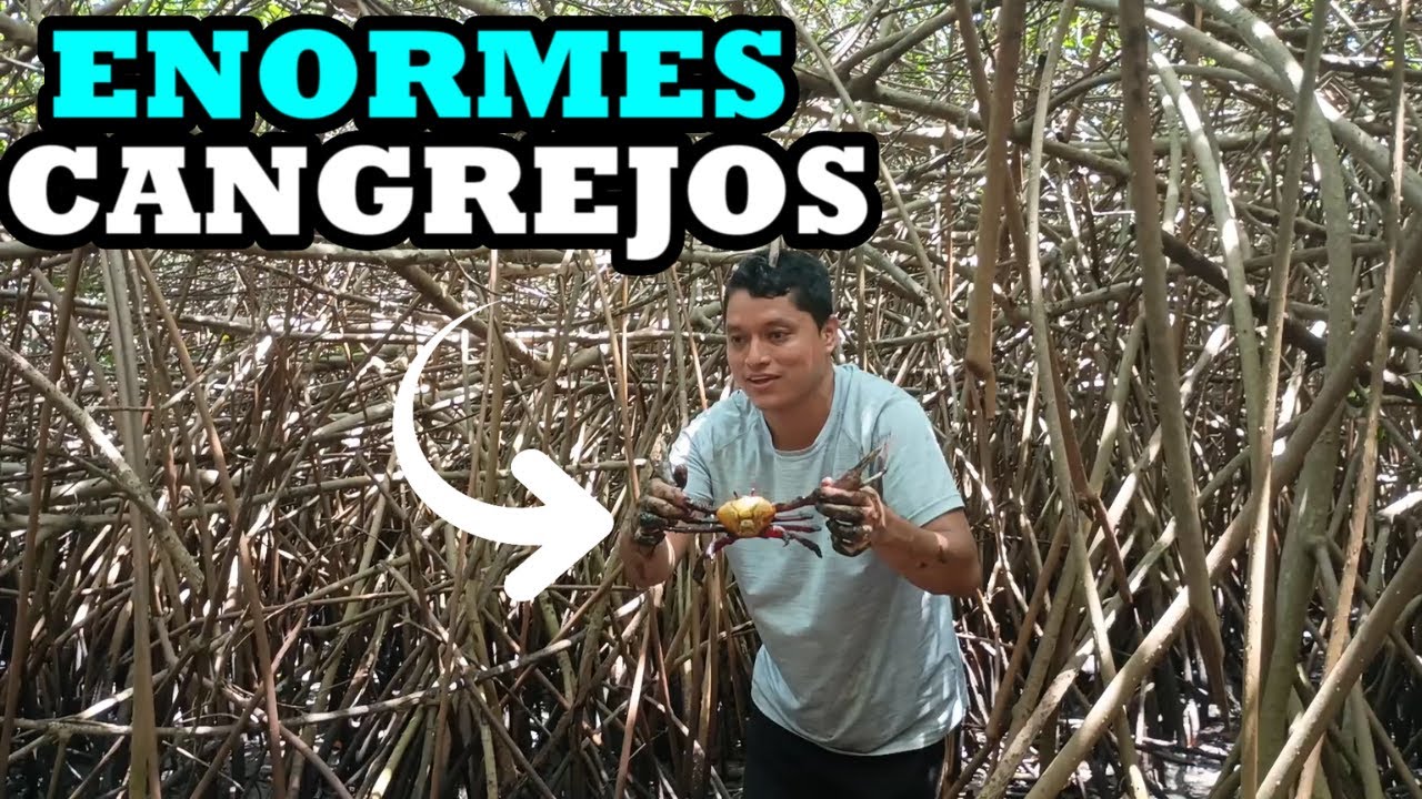 Extracción de Punches - Cientos de Punches Salen A Caminar