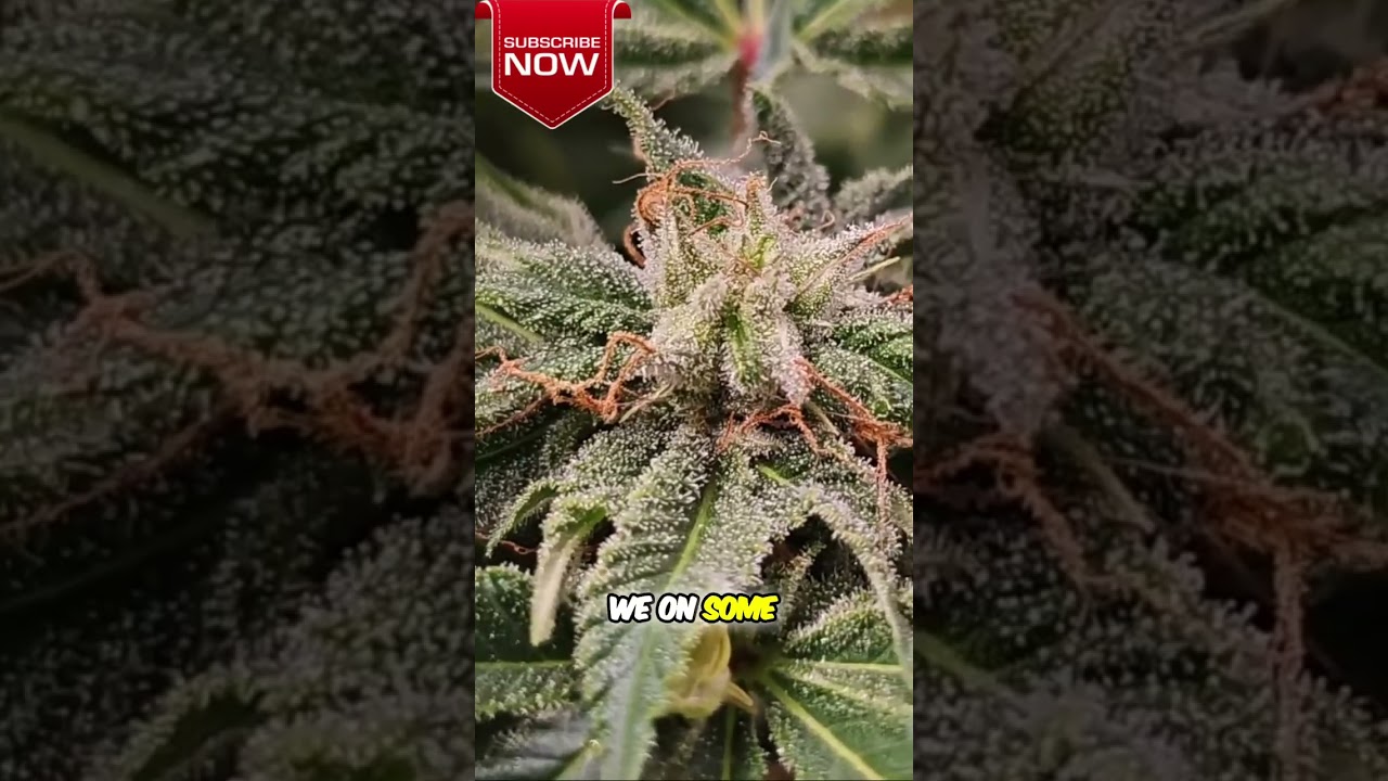 The Ultimate Guide to Exotic Boutique Weed: Unveiling the Top Strains