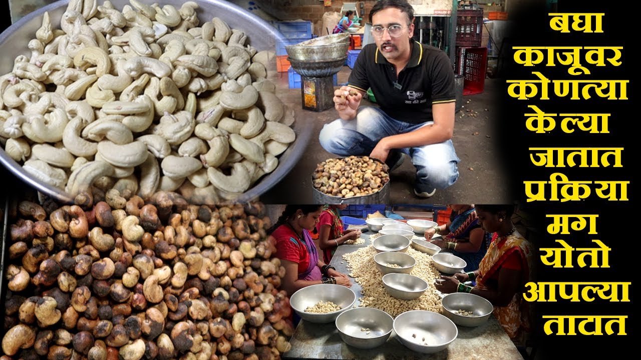 काजू फॅक्ट्री साठी आईने केला सपोर्ट झालो यशस्वी Cashew Nut Processing in nipani Kaju Production