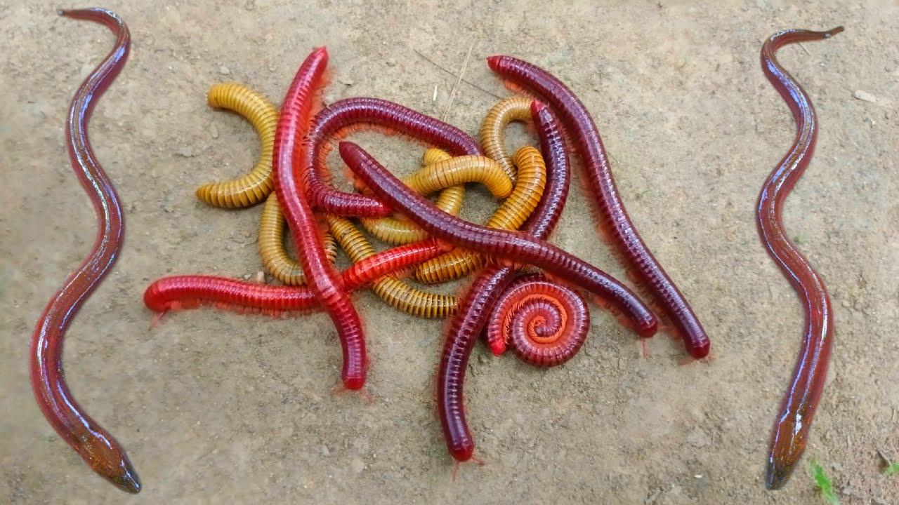 Wadidaw! Mencari kaki seribu kuning, luwing dapat ikan lele, ikan, ikanbelut, kurakura, ikanbetok