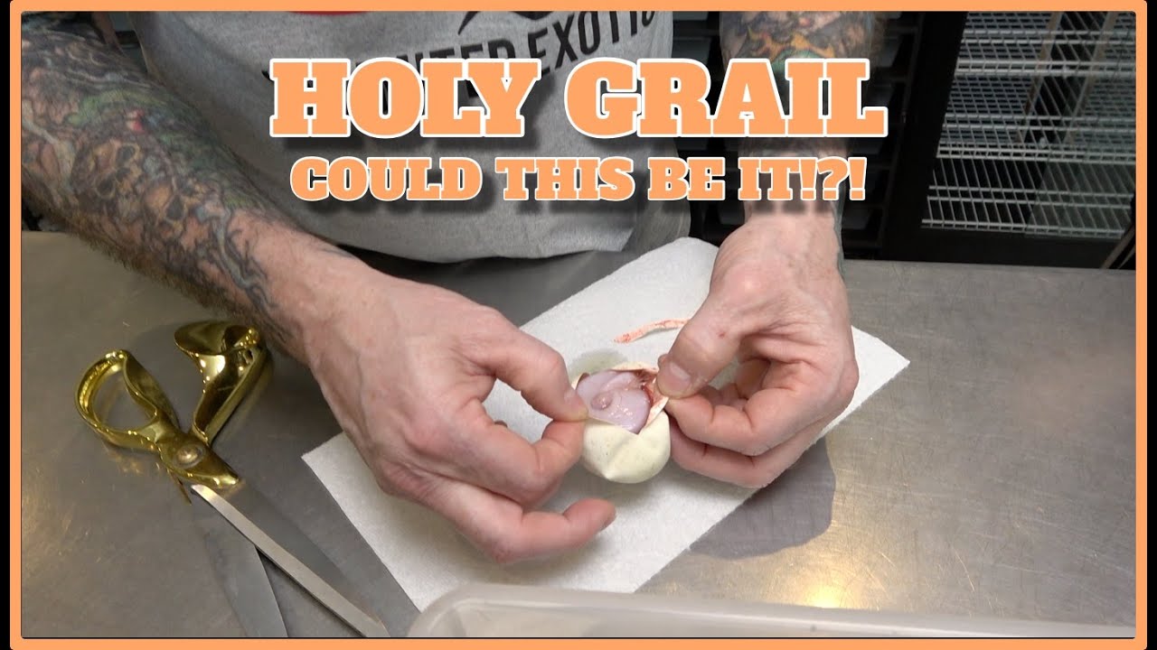 HOLY GRAIL Ball Python Egg Cutting! Did We Hit It?!