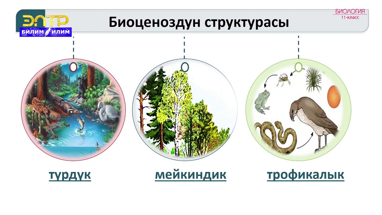 11-класс | Биология | Биоценоз жана анын структурасы. Агроценоз