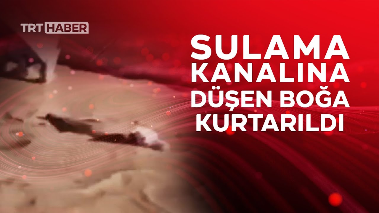 Sulama kanalında sürüklenen boğayı tek hamlede kurtardı