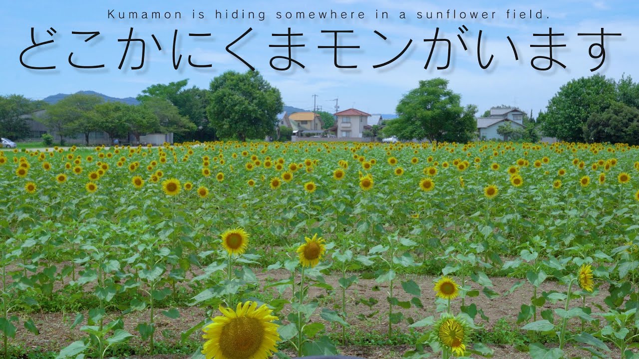 くまモンTV ♯302 「ひまわり畑でくまモンとかくれんぼ」(Kumamon TV ♯302)