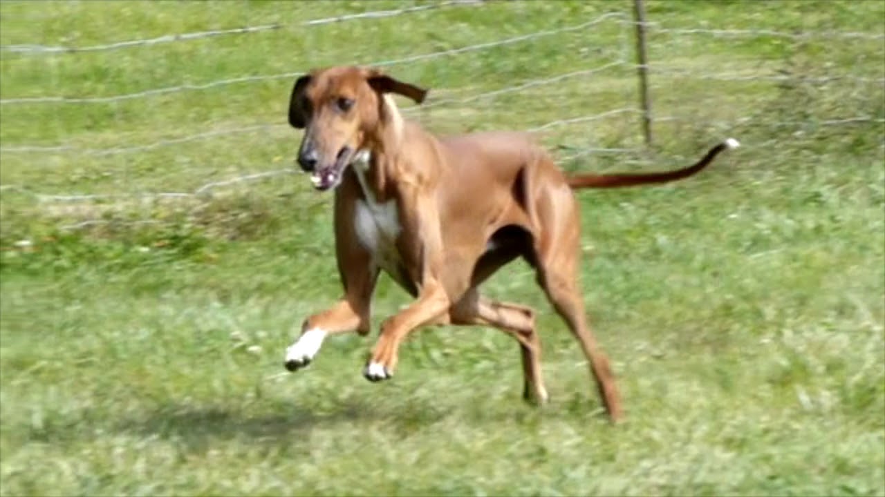 Azawakh et Saluki  aout 2017