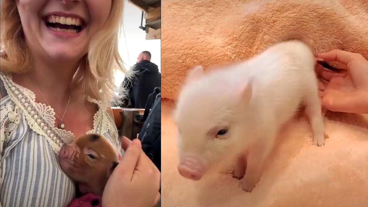 Cute Mini Pigs TikTok Compilation 2020 - Oink Oink #3