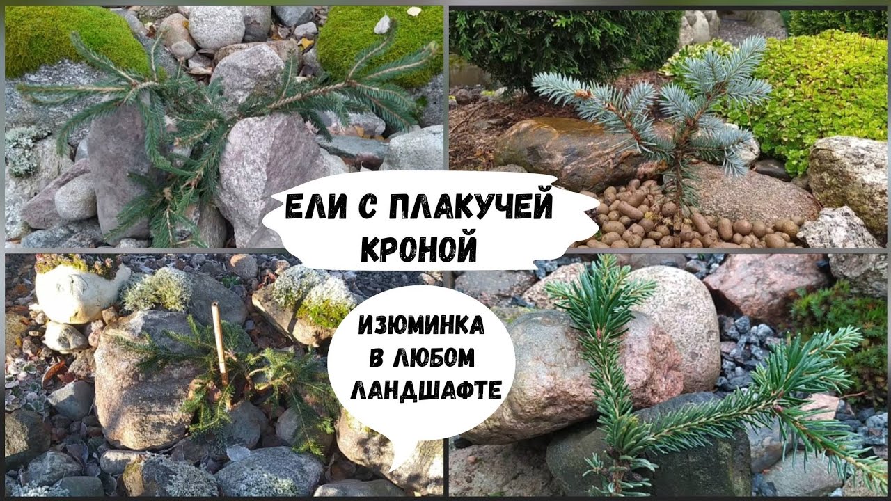 Ели с плакучей кроной - изюминка в любом ландшафте.