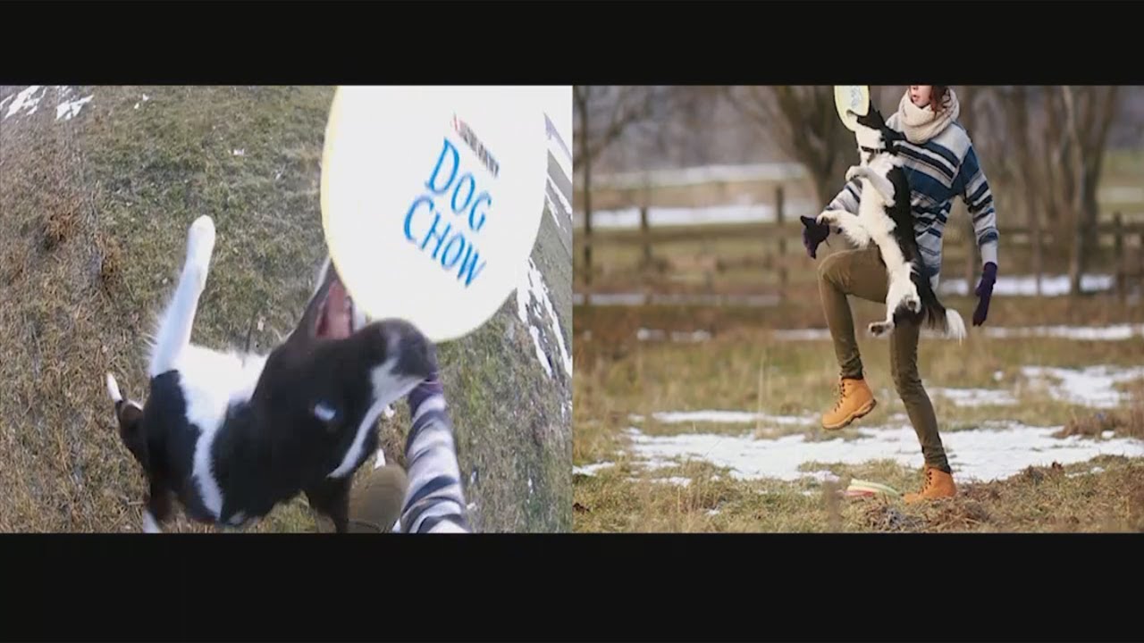 GoPro / EOS 500D - AMAZING dogs - 2 points of view - tricks and  dog frisbee - hand / foot vault