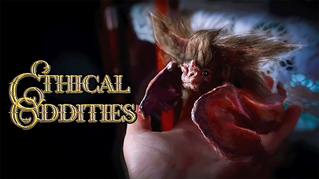 Ethical oddities?! A Victorian Gothic Taxidermy DIY