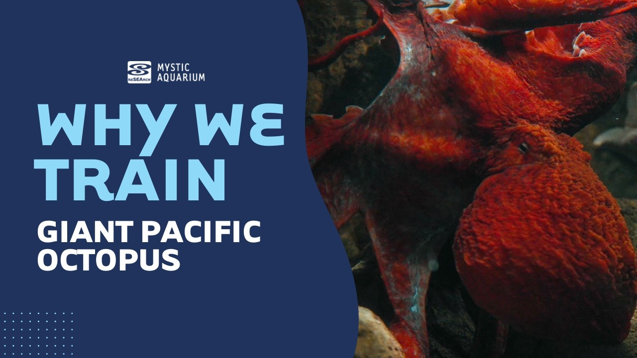 Why We Train - Giant Pacific Octopus