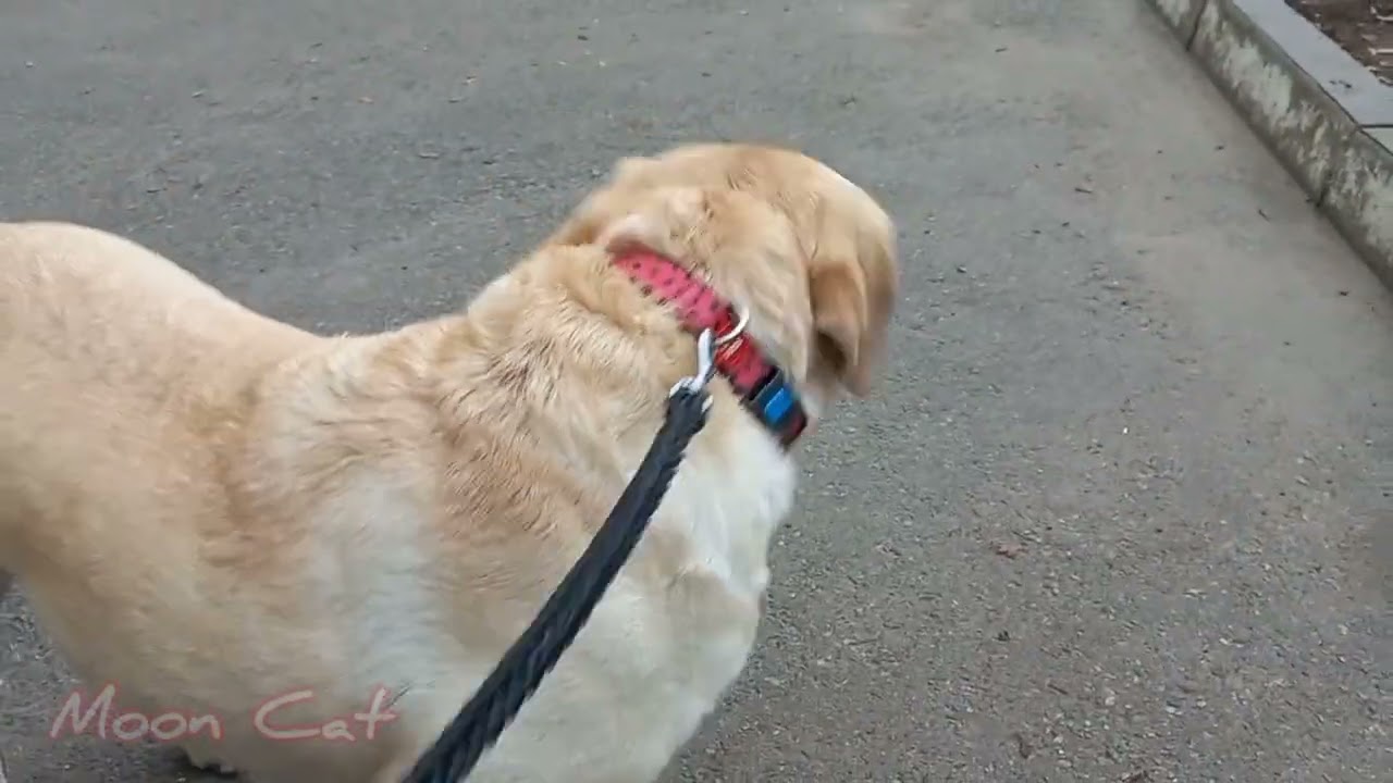 Видео которые не вышли 