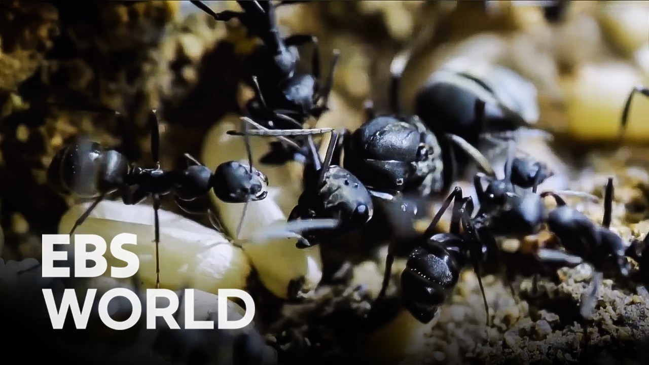 [ENG SUB] Slave-Making Ants: A Battle for Survival Against Giant Invaders #PICKDOCU